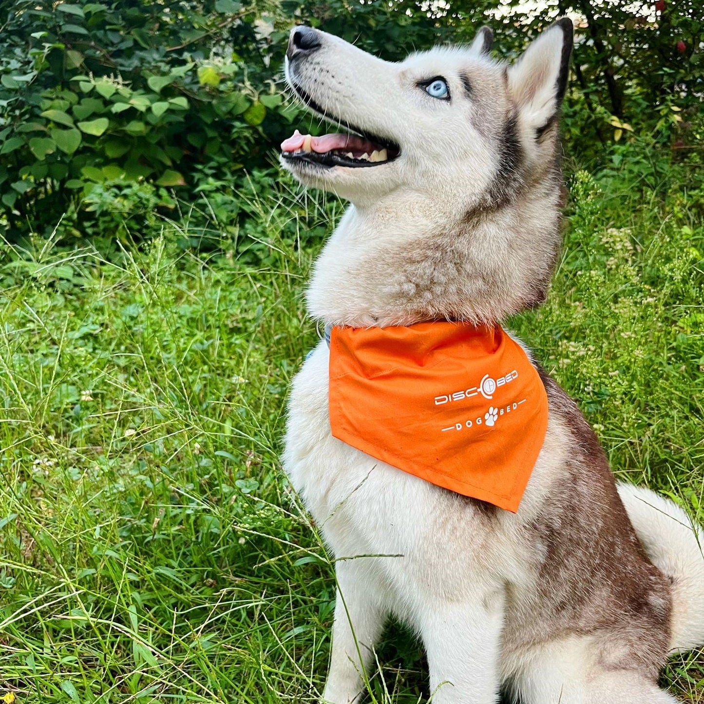 Dog-Bed Foulard per cani Arancione/Grigio