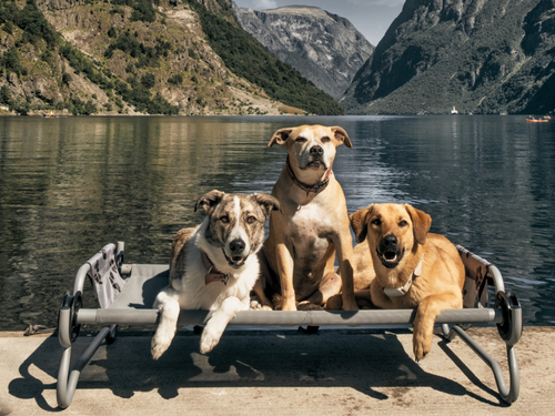 For loyal four-legged friends.