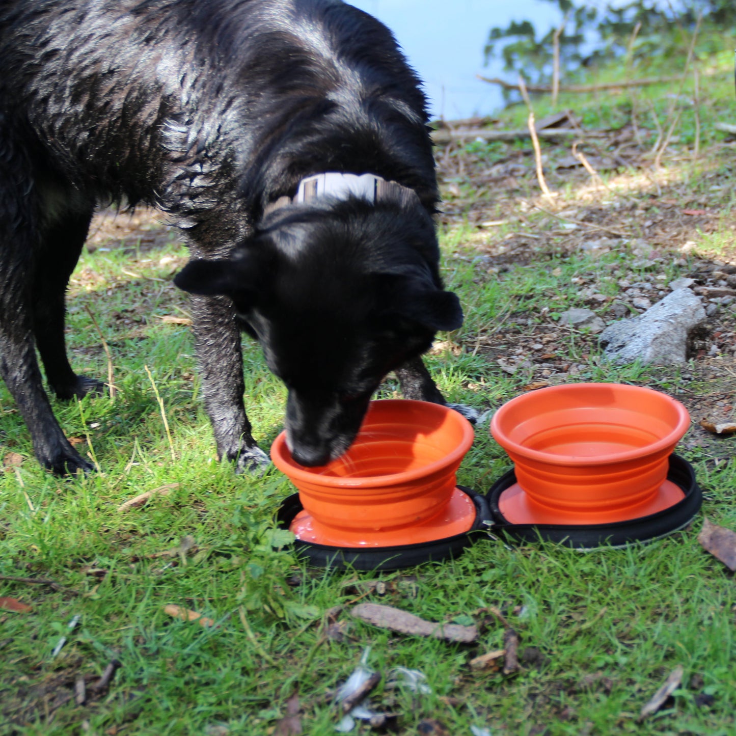 Dog-Bowl - Ciotola pieghevole per cani - Set da 2
